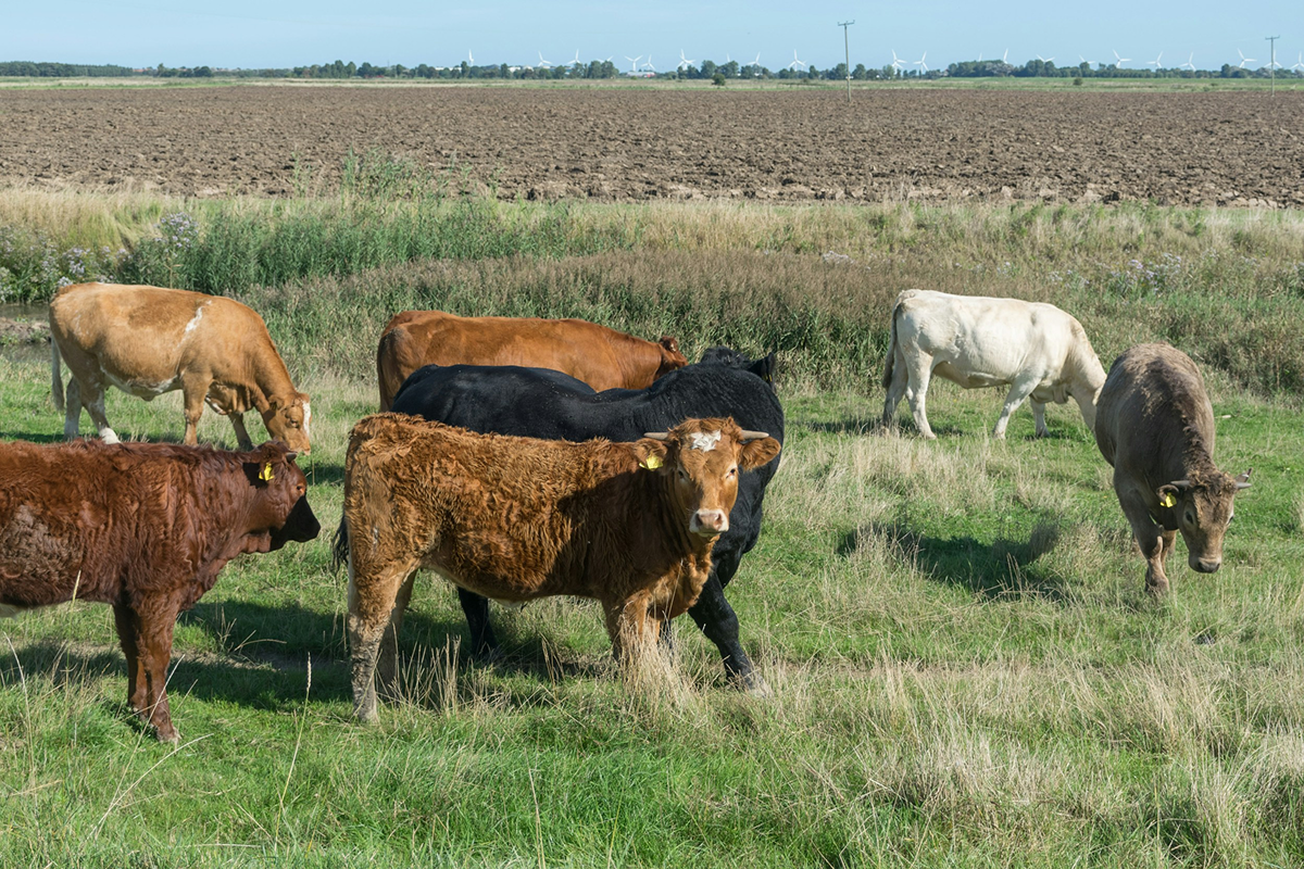 Cattle