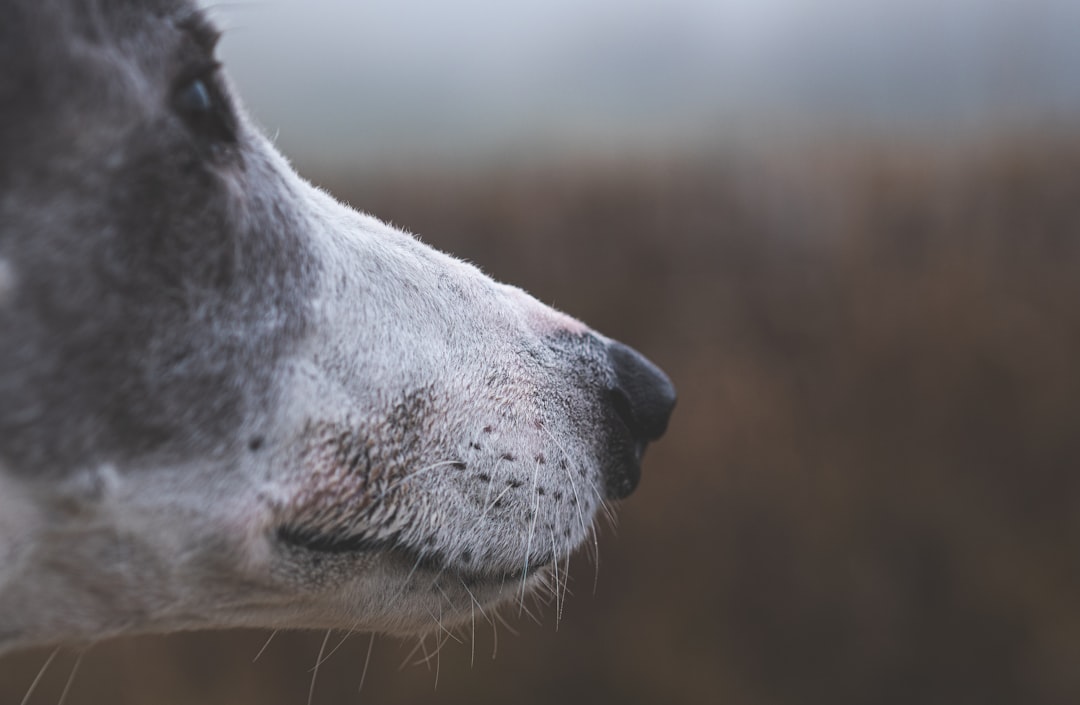 Dog Nose