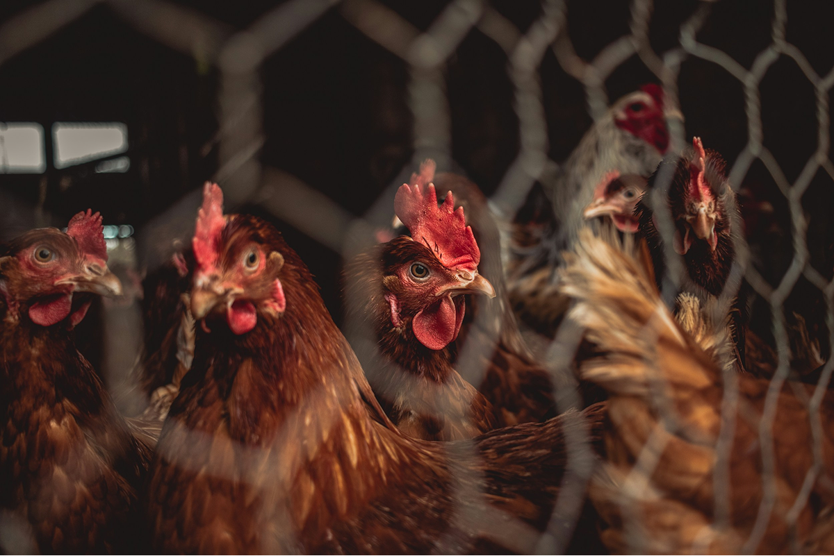 Poultry